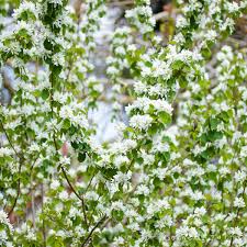 Image result for Amelanchier alnifolia
