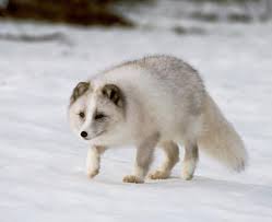 Photographs of the fox usually show it with a white winter coat, but the animal may be a different color depending on. Animal Facts Arctic Fox Canadian Geographic