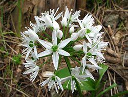 Image result for Allium ursinum