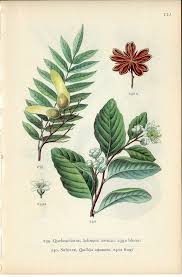 Image result for Schinopsis