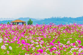 Motion green shamrocks, saint patrick day animation background. Cosmos Flower Field With Blue Sky Stock Image Colourbox