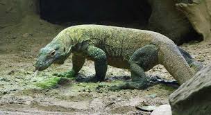 Top 15 Most Dangerous Animals In The World Komodo Dragon Komodo Komodo Island