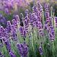 Essence of Lavender: Wax Sachet Workshop event image