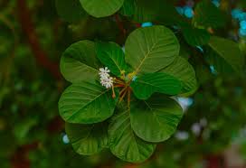 Image result for Guettarda