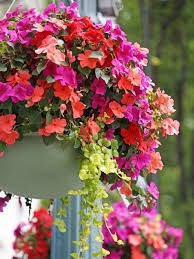 Cosmetics store department store flower market hardware store. 18 Best Hanging Plants For Indoors And Out Bob Vila Bob Vila