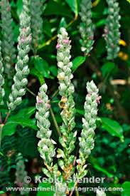 Image result for Justicia betonica