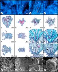 Image result for Hexalobus mossambicensis