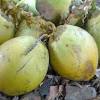 Beginilah tanaman pokok kelapa sawit. 1