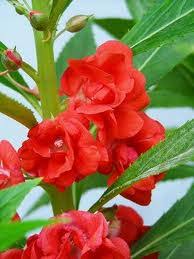 Disana pacar air ditanam dan dijual untuk persembahyangan umat hindu budha. Ternyata Si Pacar Air Official Chitra