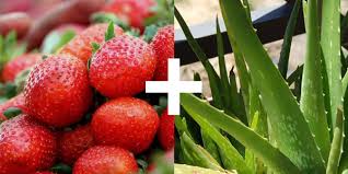 We did not find results for: Make Your Berries Last Longer With Aloe Science Buddies Blog