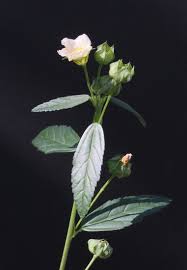 Image result for Sida rhombifolia