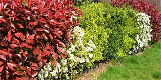 Image result for Živý plot z habru