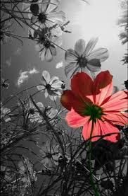 Black And White With Pop Of Color Art Australia 22 Ideas Flowers Black And White Photography Color Splash Color Splash Art Color Splash Photo Black And White Flowers