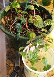 How To Propagate Fuchsias And Overwinter Them Art Of Natural Living Fuchsia Plant Native Plant Gardening Making Plant Pots