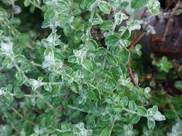 Image result for Plecostachys