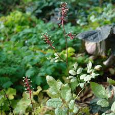 Image result for Pouchetia baumanniana