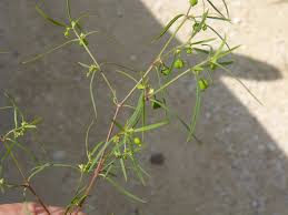 Image result for Euphorbia depauperata