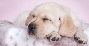 More about xxxl dog beds. Best Dog Beds For Labs
