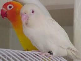 fischers mutations albino lutino yellow white parrot