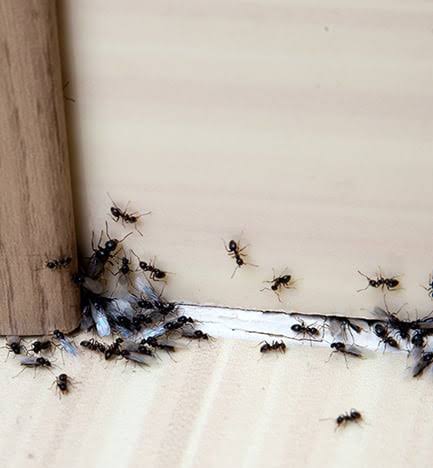 How to Get Rid of Ants in the House?