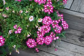 Image result for foto verbena