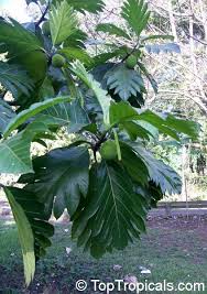 Image result for Artocarpus