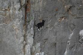 13 Pictures Of Crazy Goats On Cliffs It S Just What They Do Mountain Goat Goats Show Goats
