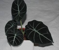Alocasia jacklyn product description : Alocasia Reginula Black Velvet