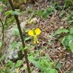 Image result for Aneilema aequinoctiale