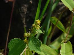 Image result for Triumfetta pentandra