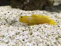 Check spelling or type a new query. Yellow Watchman Goby Bactieral Infection Reef2reef Saltwater And Reef Aquarium Forum