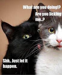 Shhh Just Let It Happen Art Adhered To Wood And Ready Etsy Animal Captions Cute Cats Funny Animal Pictures