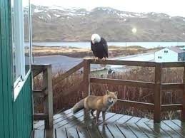 Visitors On My Porch Animals Bald Eagle Animal Crackers