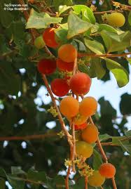 Image result for Dovyalis lucida