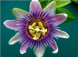 They often grow wild in the mountains and in the fields. Top 12 Most Beautiful Flowers In The World Listovative