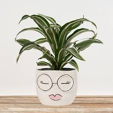 The best mother's day gifts are straight from the heart, the hands and sometimes the kitchen. Dracaena In A Whimsical Female Face Decor Pot The Bouqs Co