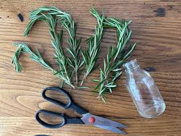 Image result for rosemary cuttings