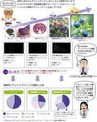 いろいろなアントシアニン 目の健康を守ろう わかさ生活 ひとみ研究室 アントシアニン ブルーベリー ビルベリー