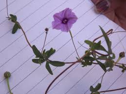 Image result for Ipomoea tenuipes