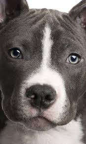 Pitbull Dog Wallpaper 11311 Pitbulls Pitbull Terrier Pitbull Dog