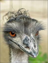 I M So Cool Emu Australian Native Animals Australian Animals Funny Bird Pictures