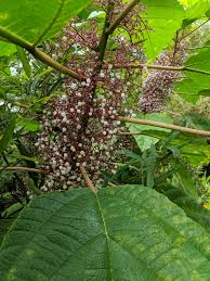 Image result for Urera