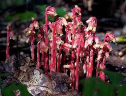Image result for Monotropa  hypopitys