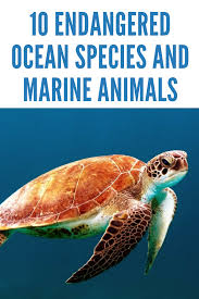 10 Endangered Ocean Species And Marine Animals Marine Animals Animals Endangered Animals