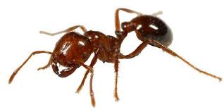 Another method of getting rid of fire ants is by completely removing the mound itself by excavating it with a shovel, which will in turn experts say that ants are sure to reinvade with new colonies, even as quickly as after the next rain your yard gets. Fire Ants Keeping You From Enjoying Your Lawn Bite Back With These Suggestions From Dan Gill Home Garden Nola Com