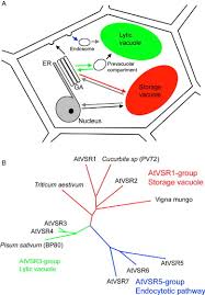 What is the function of a plant vacuole. Function And Evolution Of The Vacuolar Compartment In Green Algae And Land Plants Viridiplantae Sciencedirect