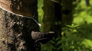 Maybe you would like to learn more about one of these? Apa Itu Karet Alami Dan Sintesis Kenali Jenis Hingga Sifatnya