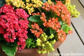Grow This Succulent For Its Flowers Then Throw It Away Kalanchoe Blossfeldiana Plants Succulents