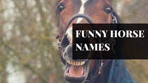 400 native american indian horse names. 250 Awesome Horse Racehorse Names Pethelpful