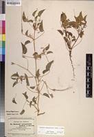 Image result for Monsonia senegalensis